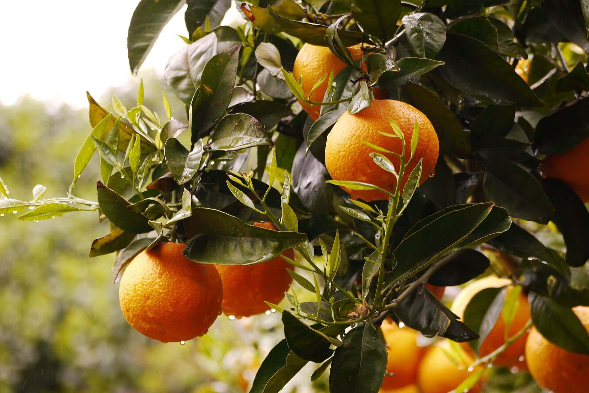 oranges-1156271_1920